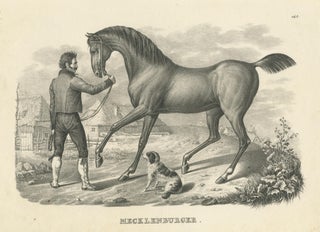 Antique Print of a Mecklenburger Horse, view 3