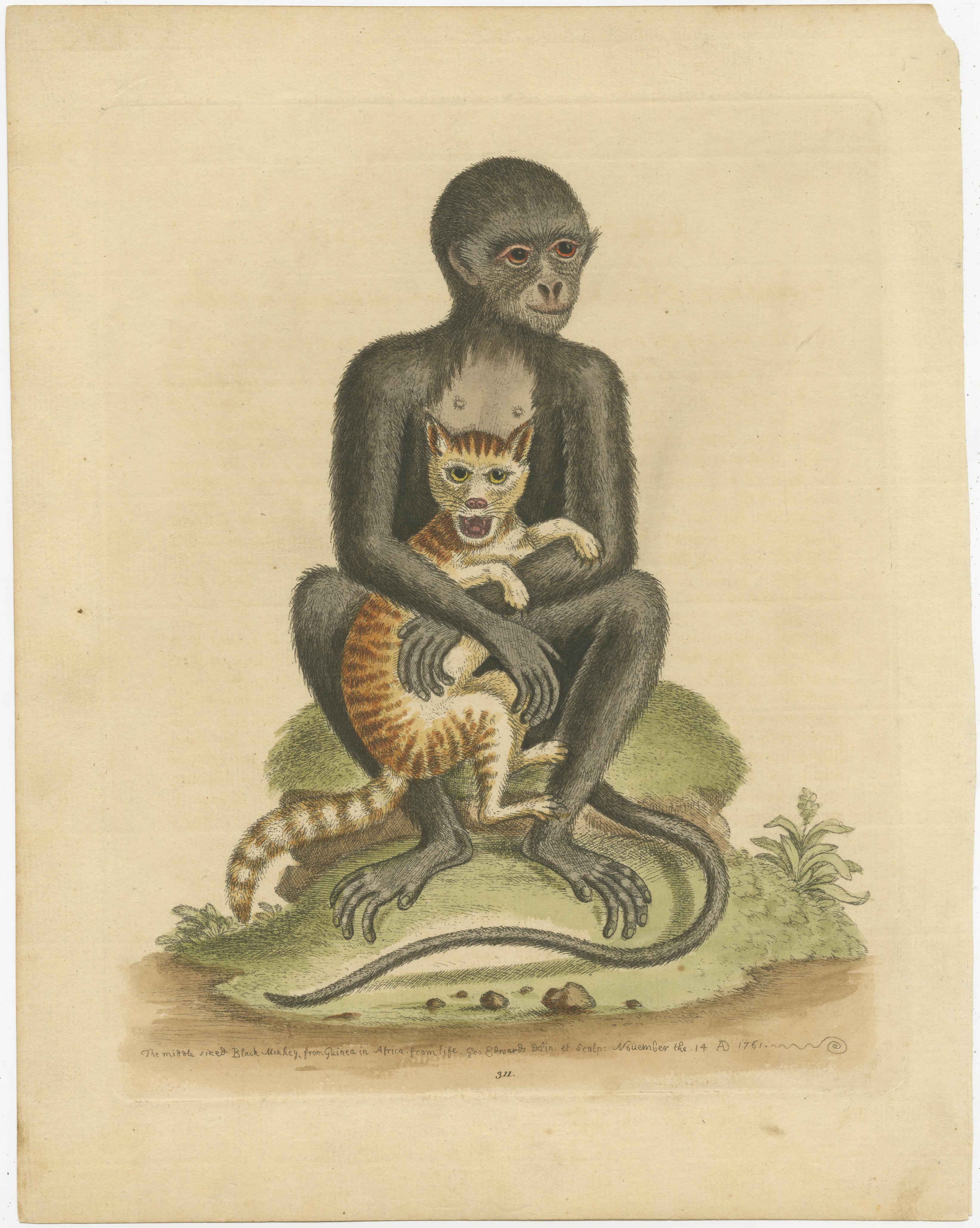 Zoological study of an unidentified monkey, shown sitting on a grassy hillock and holding a domestic cat. Plate 311 from chapter 101 of Gleanings of natural history, exhibiting figures of quadrupeds, birds, insects, plants, &c..., by George Edwards,