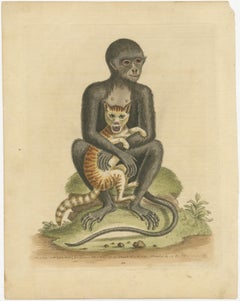 Antique Print of a middle-sized Black Monkey
