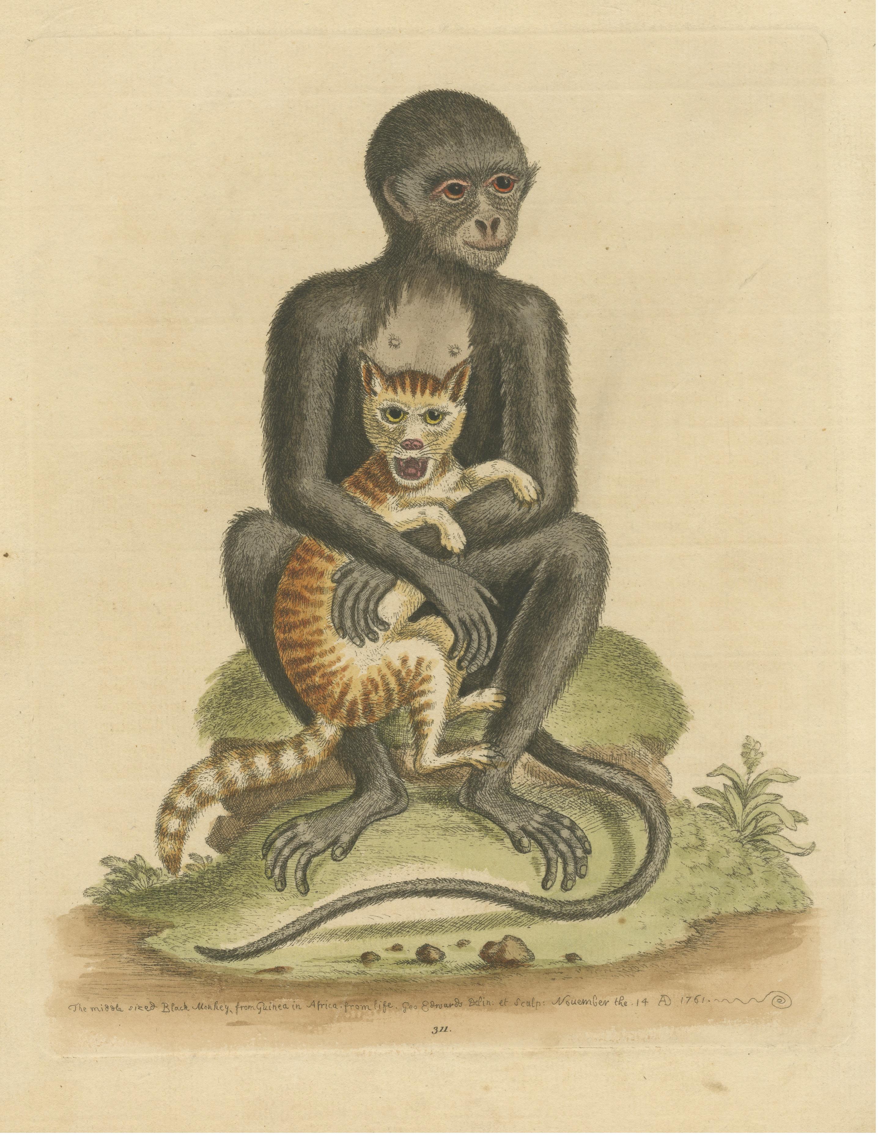Antique Print of a middle-sized Black Monkey In Good Condition For Sale In Langweer, NL