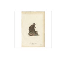 Rare Antique Hand-Colored Engraving of Le Sajou or Capuchin Monkey, circa 1898