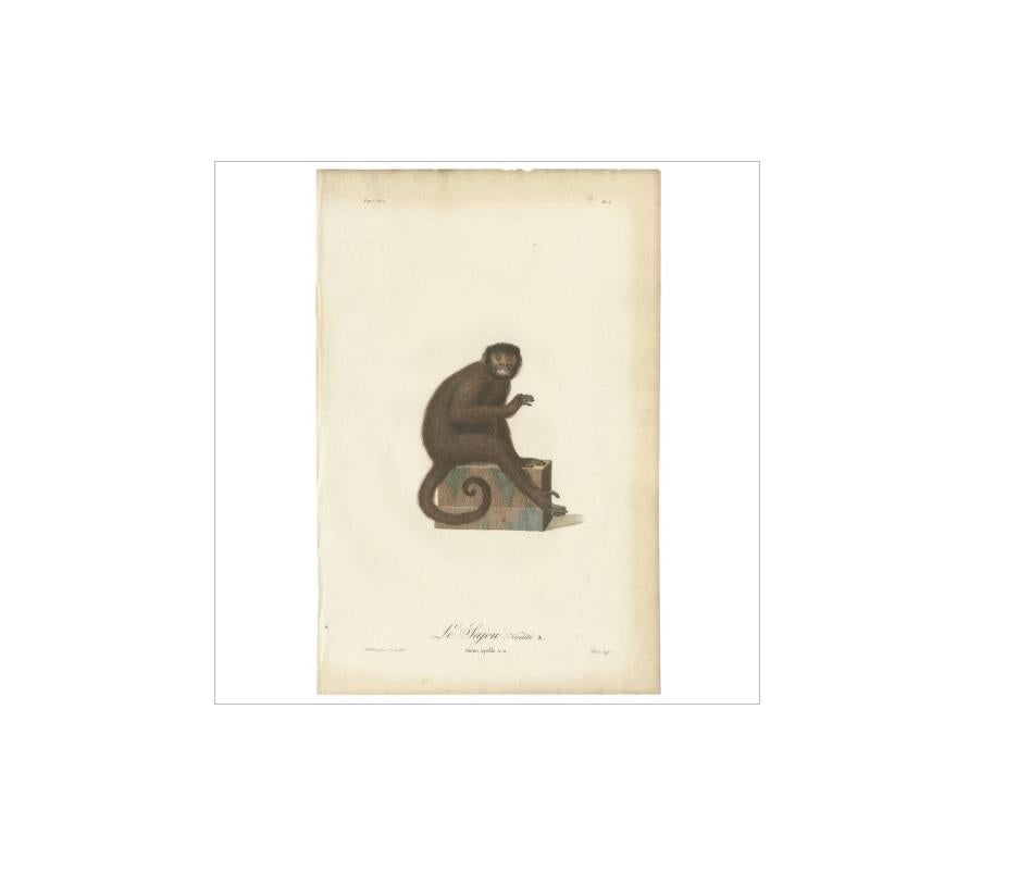 Seltene antike handkolorierte Gravur von Le Sajou oder Kapuzineräffchen, um 1898 (Graviert) im Angebot