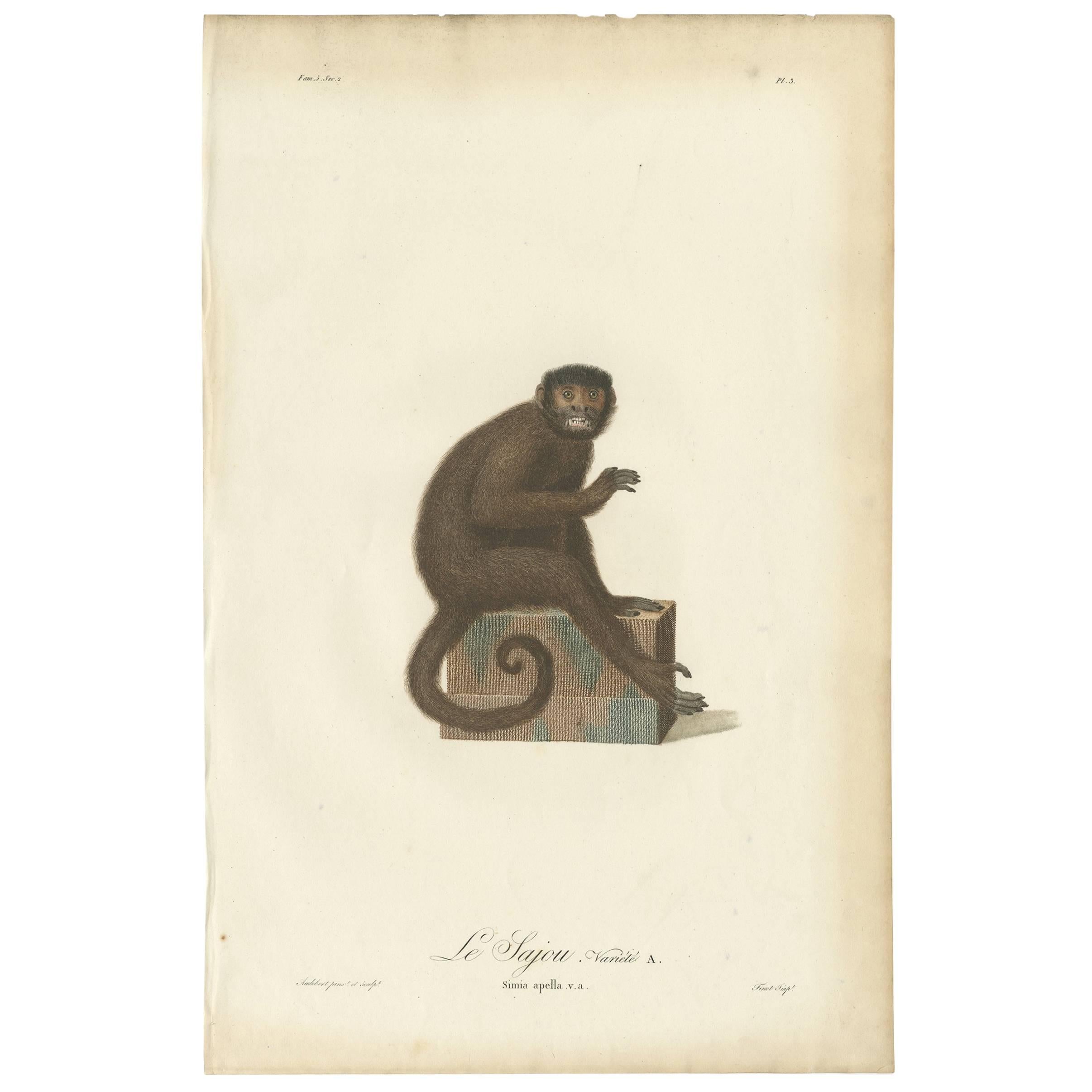 Antique Print of a Monkey by J.B. Audebert, circa 1798