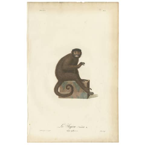 Rare Antique Hand-Colored Engraving of Le Sajou or Capuchin Monkey, circa 1898