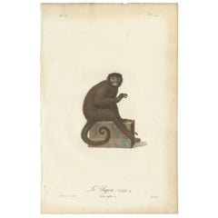 Rare Antique Hand-Colored Engraving of Le Sajou or Capuchin Monkey, circa 1898