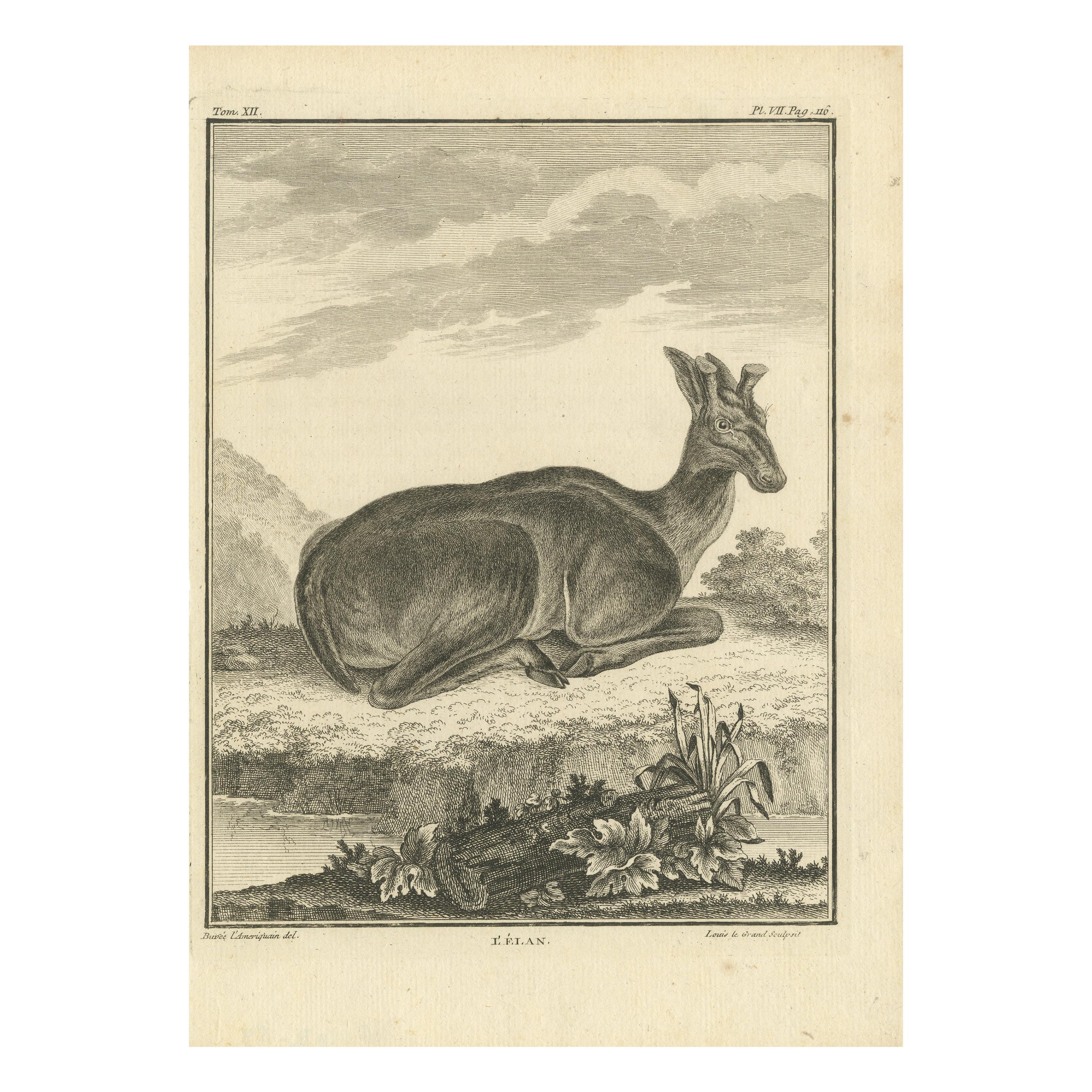 Antique Print of a Moose by Buffon '1769' For Sale