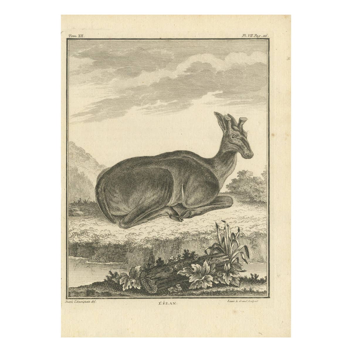 Antique Print of a Moose by Buffon '1769'