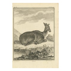 Antique Print of a Moose by Buffon '1769'