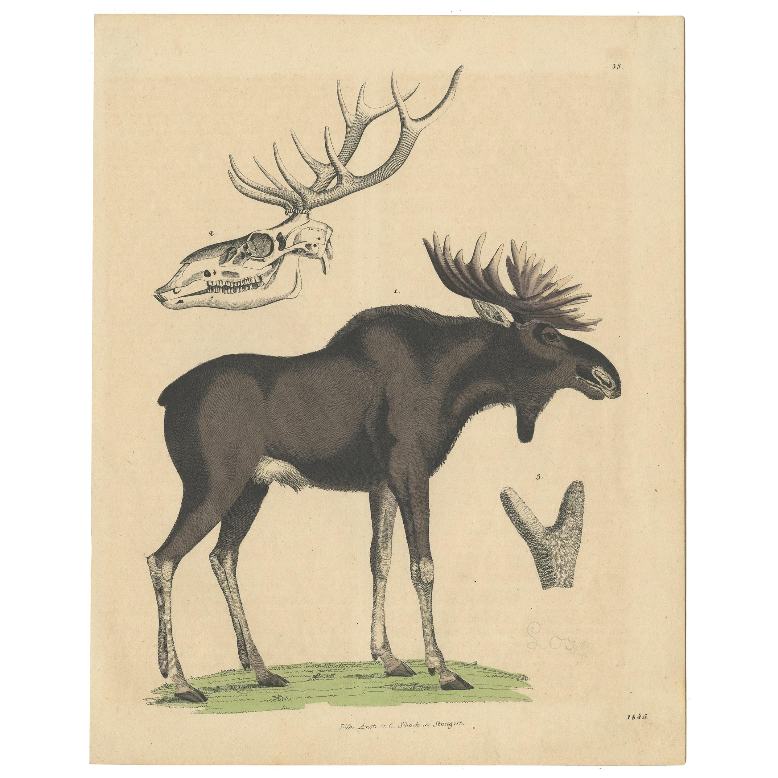 Antique Handcolored Print of the Iconic Moose or Elk , 1845 For Sale