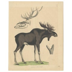 Antique Handcolored Print of the Iconic Moose or Elk , 1845