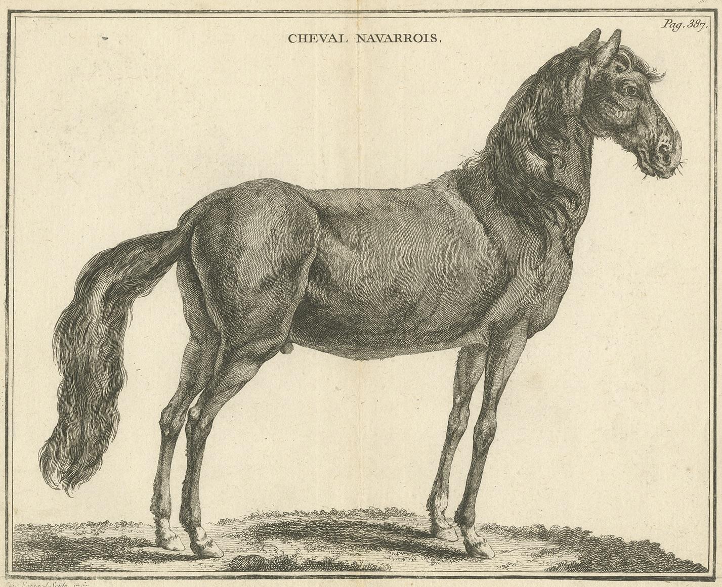 Antique print titled 'Cheval Navarrois'. Copper engraving of a Cheval Navarrin, also called Navarin, Navarrois, Tarbais, Tarbésan or Bigourdin, an extinct breed of light saddle-horse from south-western France. It was bred principally in the plains