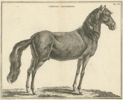 Antique Print of a Navarrin Horse by Fessard, 1819