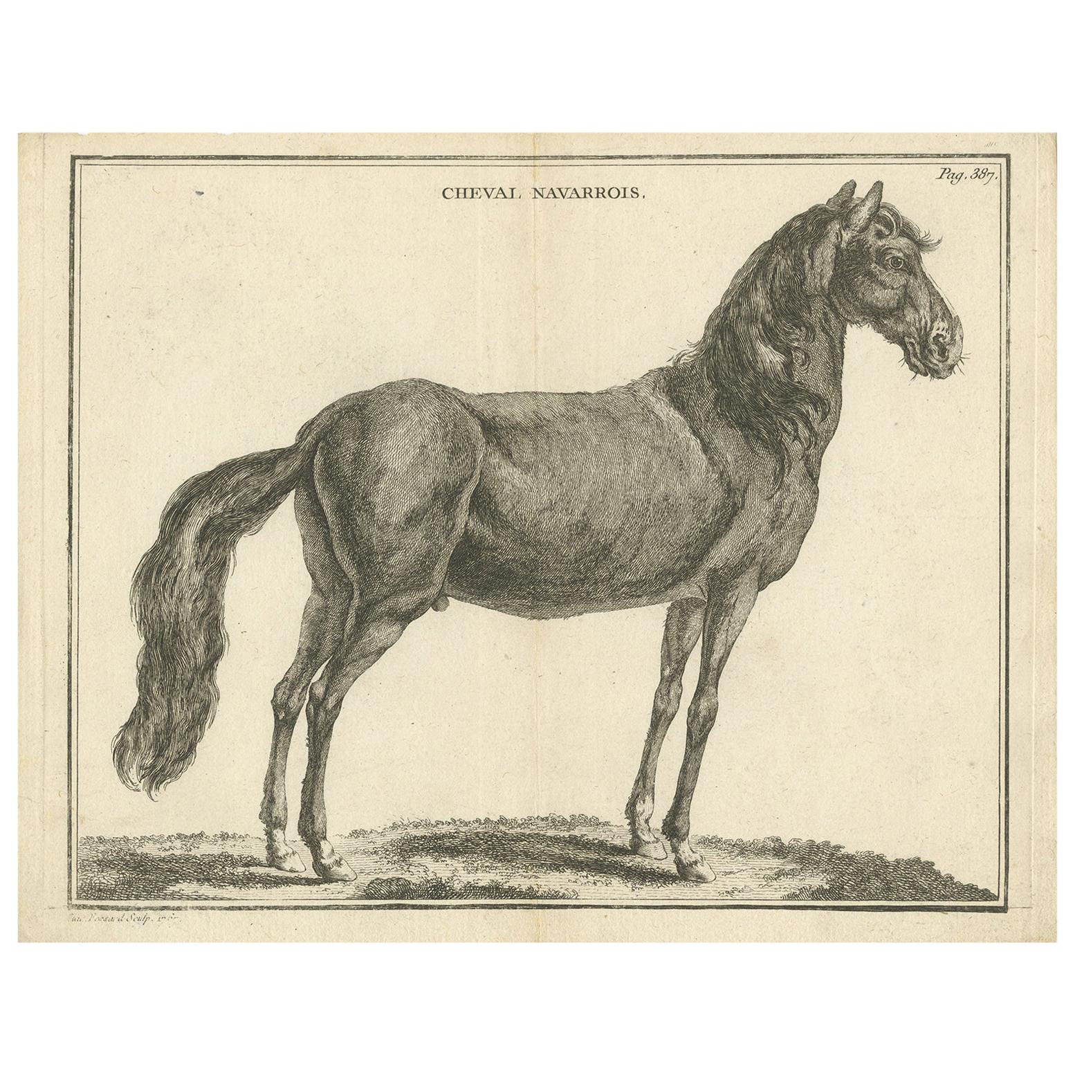 Antique Print of a Navarrin Horse by Fessard, 1819