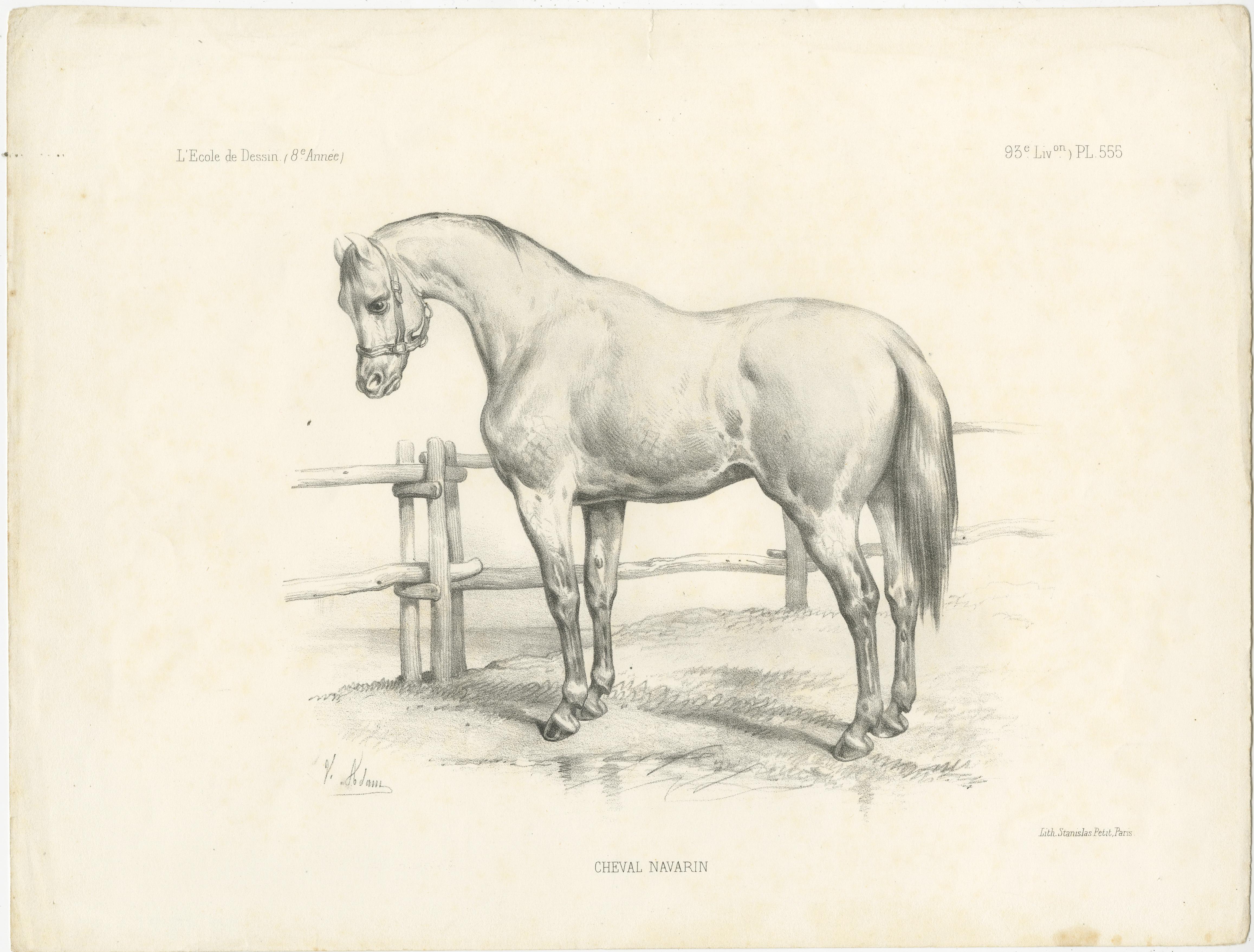 Antique print titled 'Cheval Navarin'. The Cheval Navarrin, also called Navarin, Navarrois, Tarbais, Tarbésan or Bigourdin, is an extinct breed of light saddle-horse from south-western France. Lithographed by Stanislas Petit, Paris. Published circa