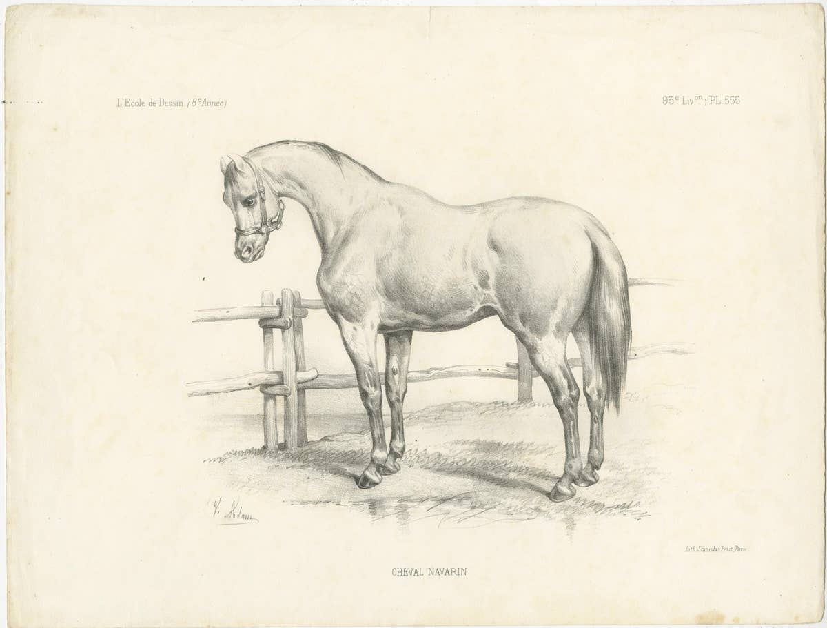 Original Antique Print of a Navarrin Horse, an Extinct Breed from France