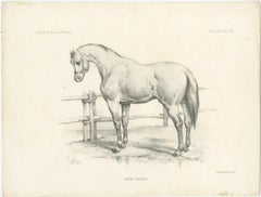Original Antique Print of a Navarrin Horse, an Extinct Breed from France