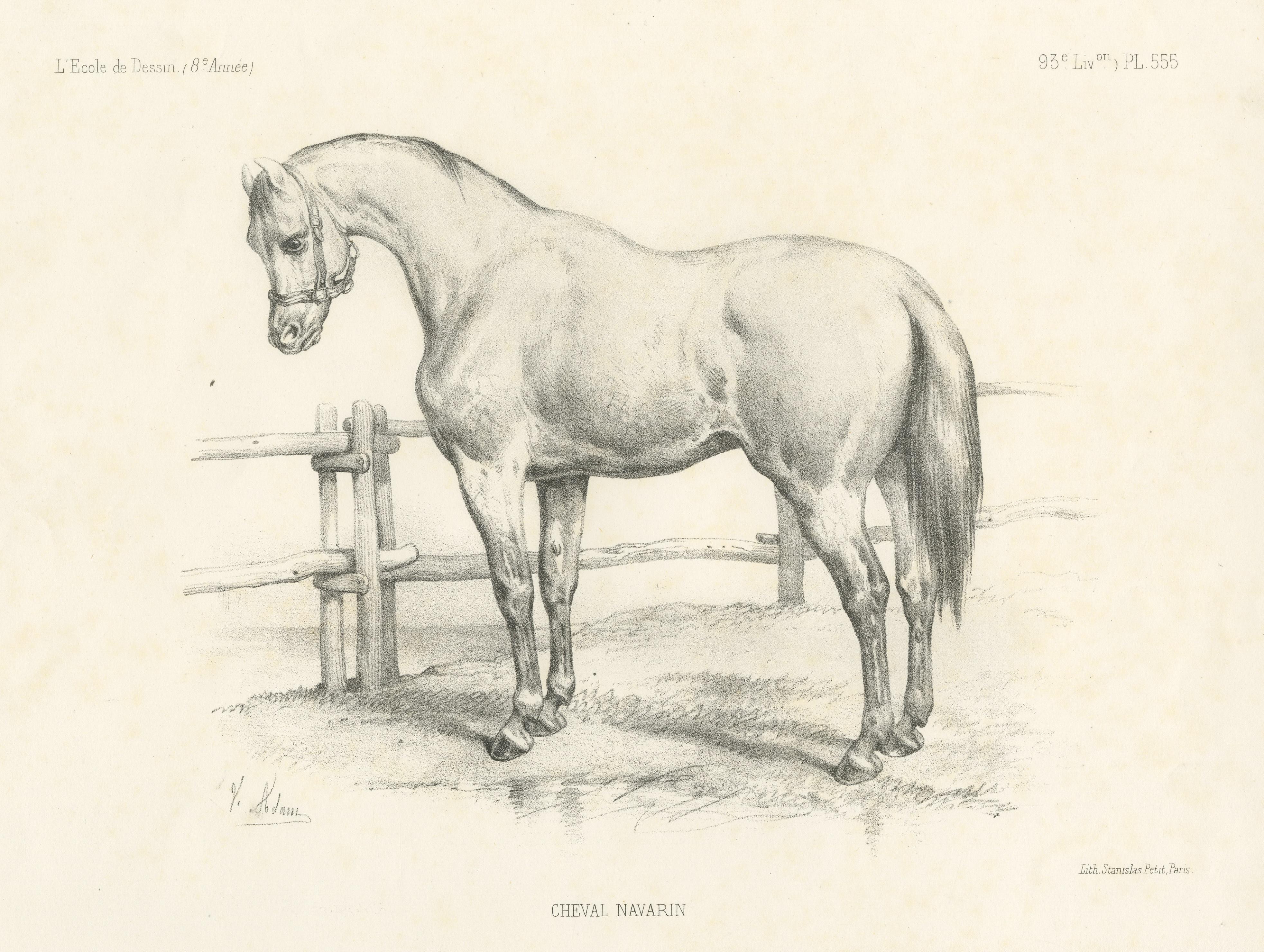 Original Antiker Originaldruck eines Navarrin-Pferdes, extinct Breed aus Frankreich im Zustand „Gut“ im Angebot in Langweer, NL