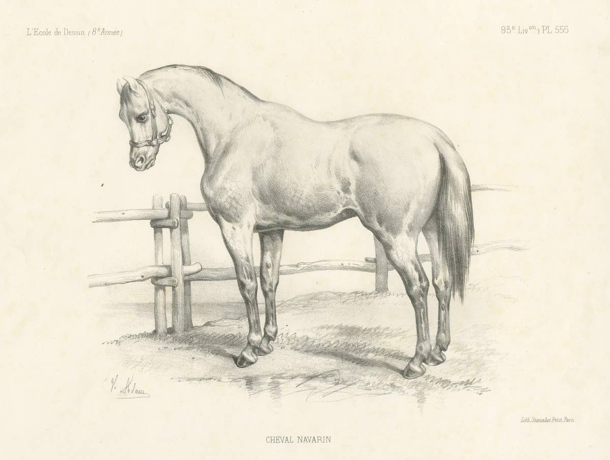 Original Antique Print of a Navarrin Horse, an Extinct Breed from France