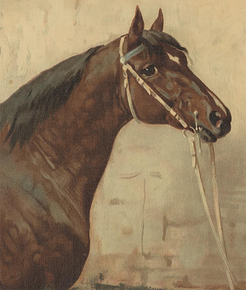 algerian horse