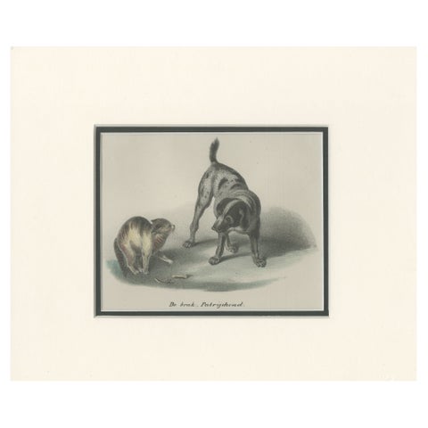 Antique Print of a Partridge Dog by Schinz '1845'