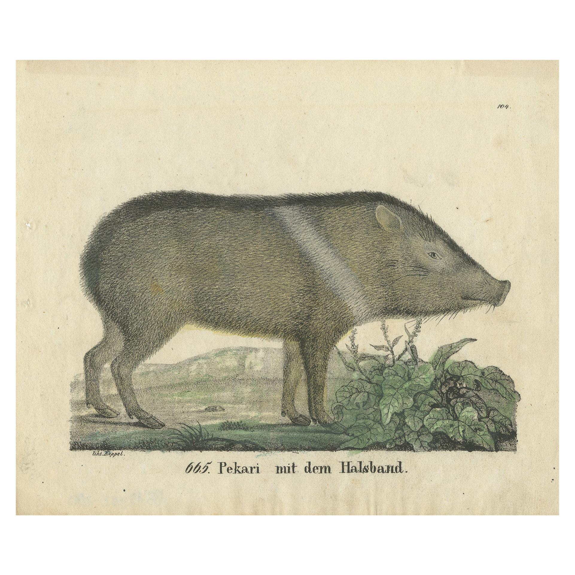 Antique Print of a Peccary, 1833