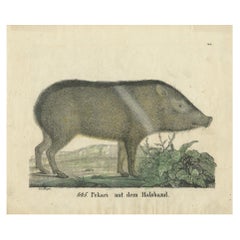 Antique Print of a Peccary, 1833