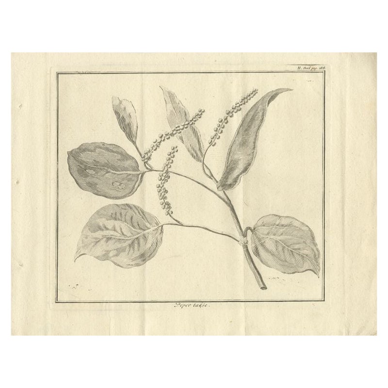 Impression ancienne d'une branche de poivre, 1739