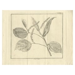 Impression ancienne d'une branche de poivre, 1739