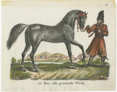 Antique Print of Persian Horse
