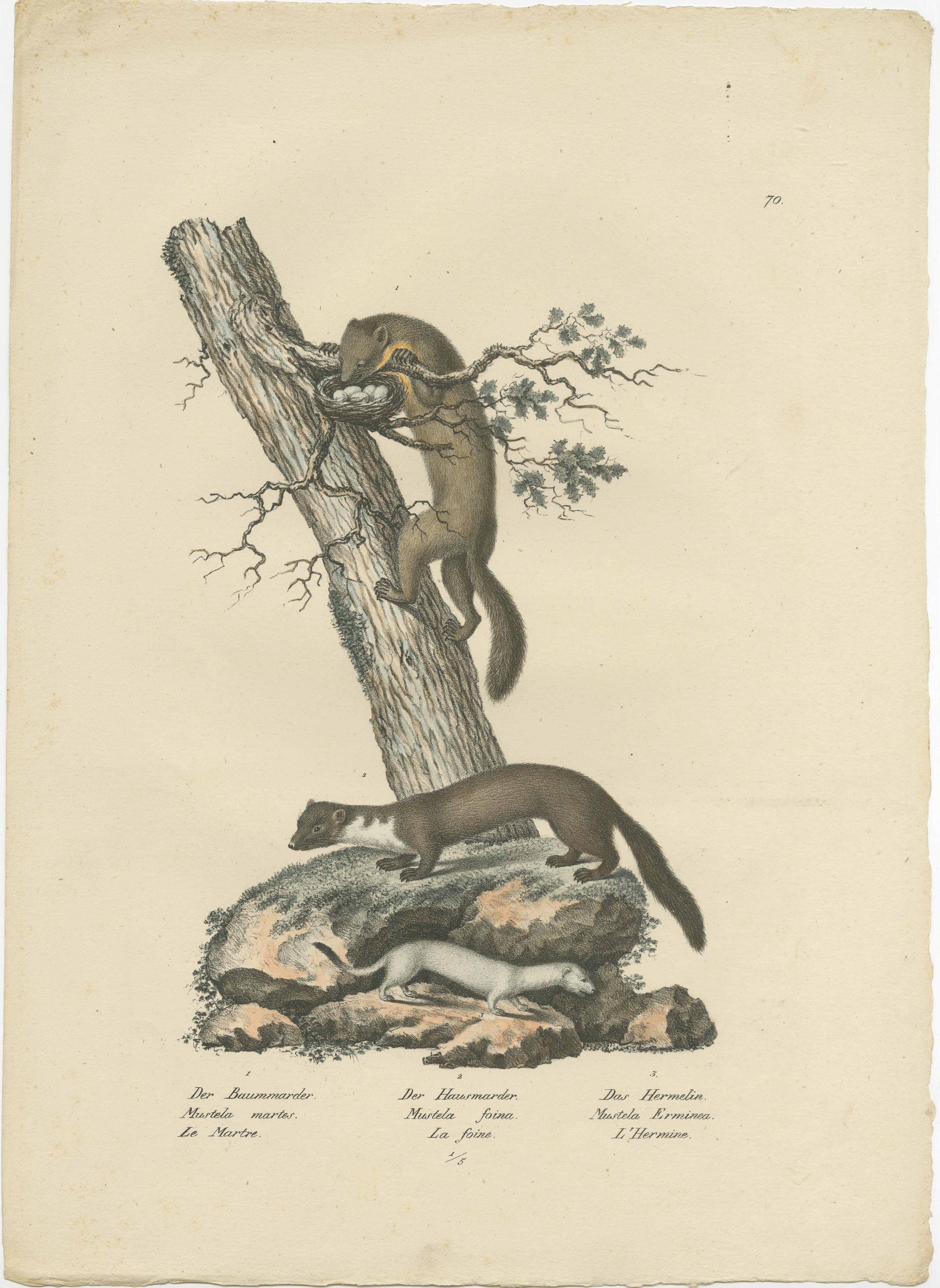 Stampa antica dal titolo 'Mustela martes, Foina, Erminea'. Stampa antica originale con una martora, un visone e un ermellino. Pubblicato  di Karl Joseph Brodtmann, 1827. 