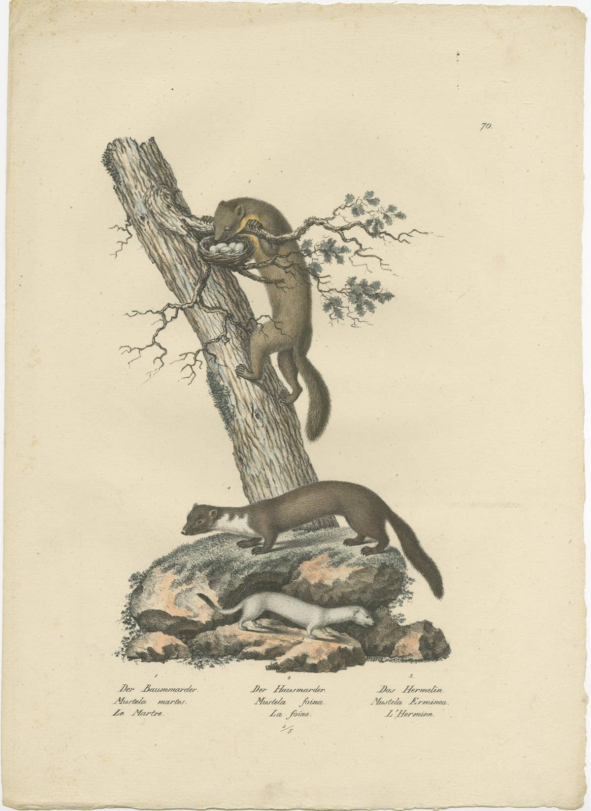 Antique Print of a Pine Marten, Mink and Ermine