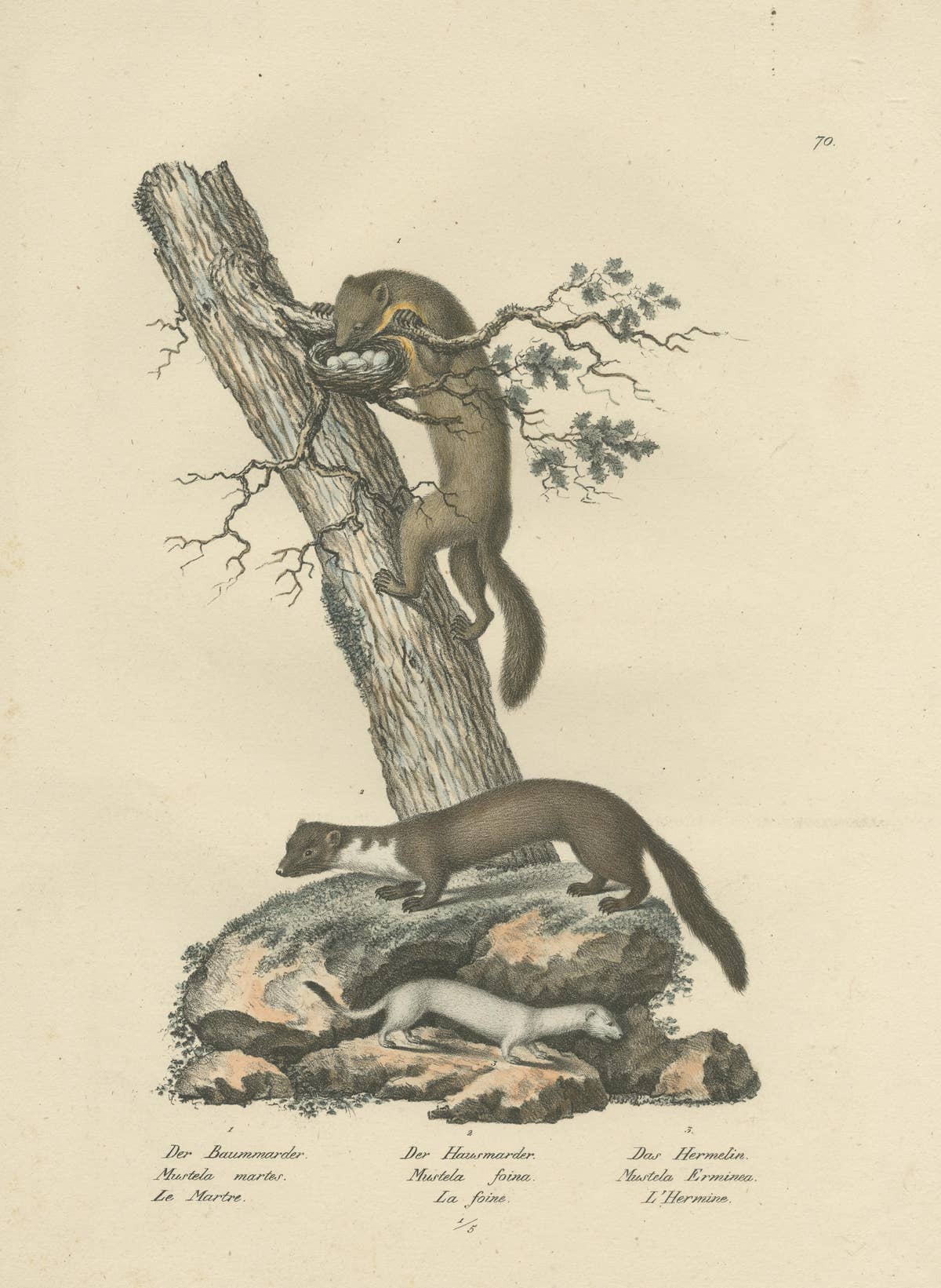 Antique Print of a Pine Marten, Mink and Ermine