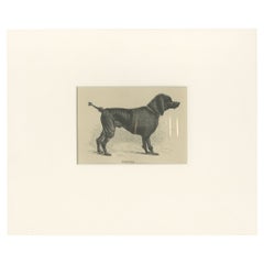 Antique Print of a Poodle 
c.1900
