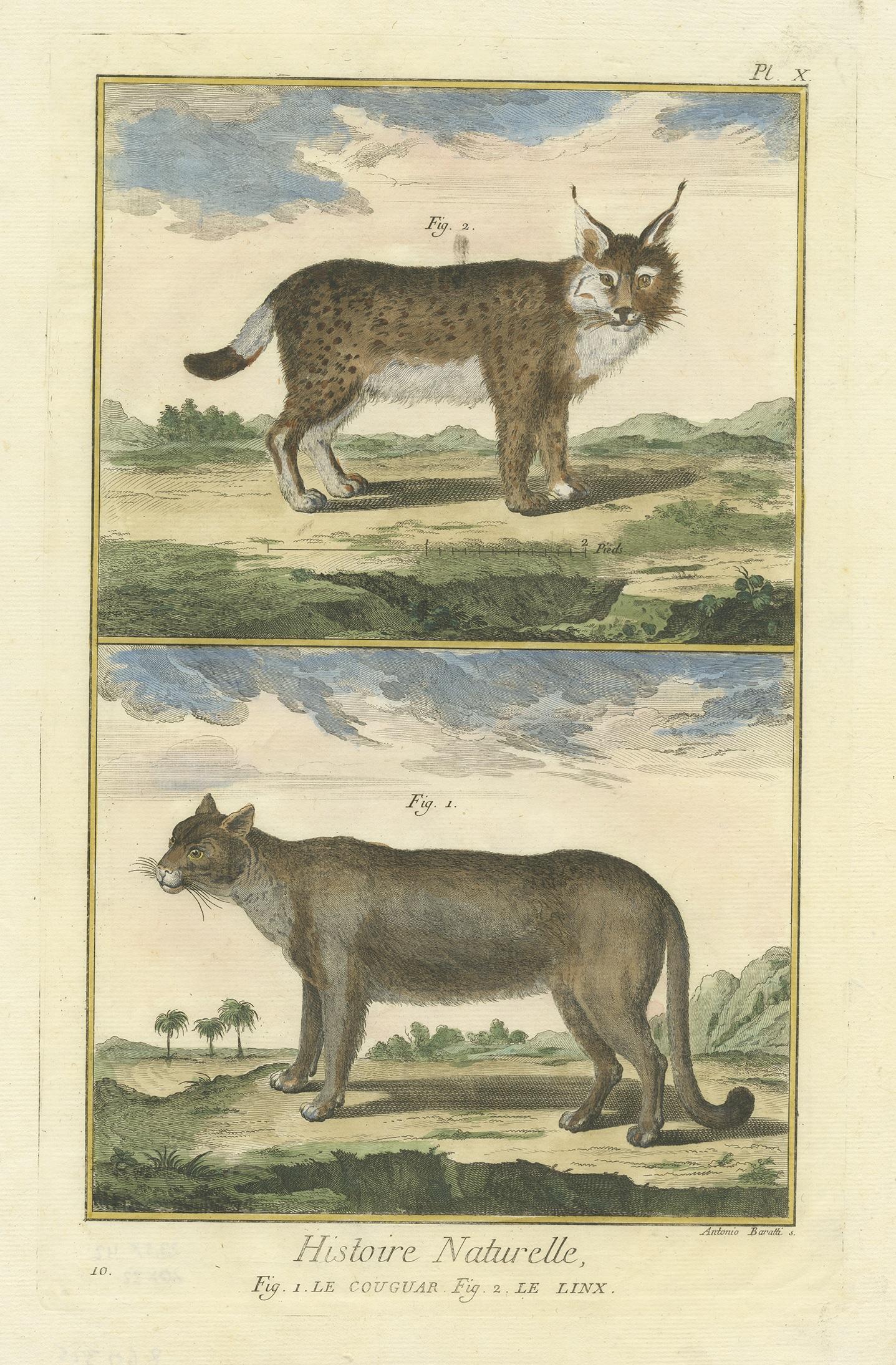 puma or lynx