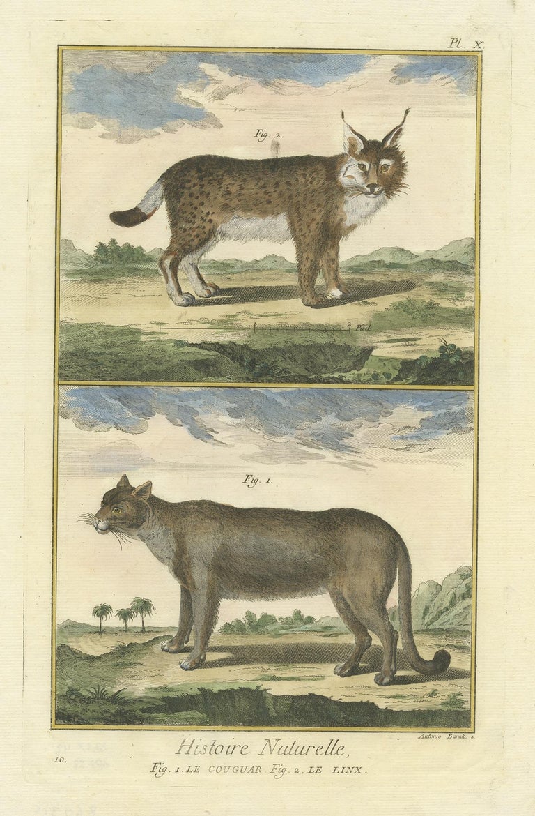 Antique Print of a Puma Lynx For Sale at 1stDibs