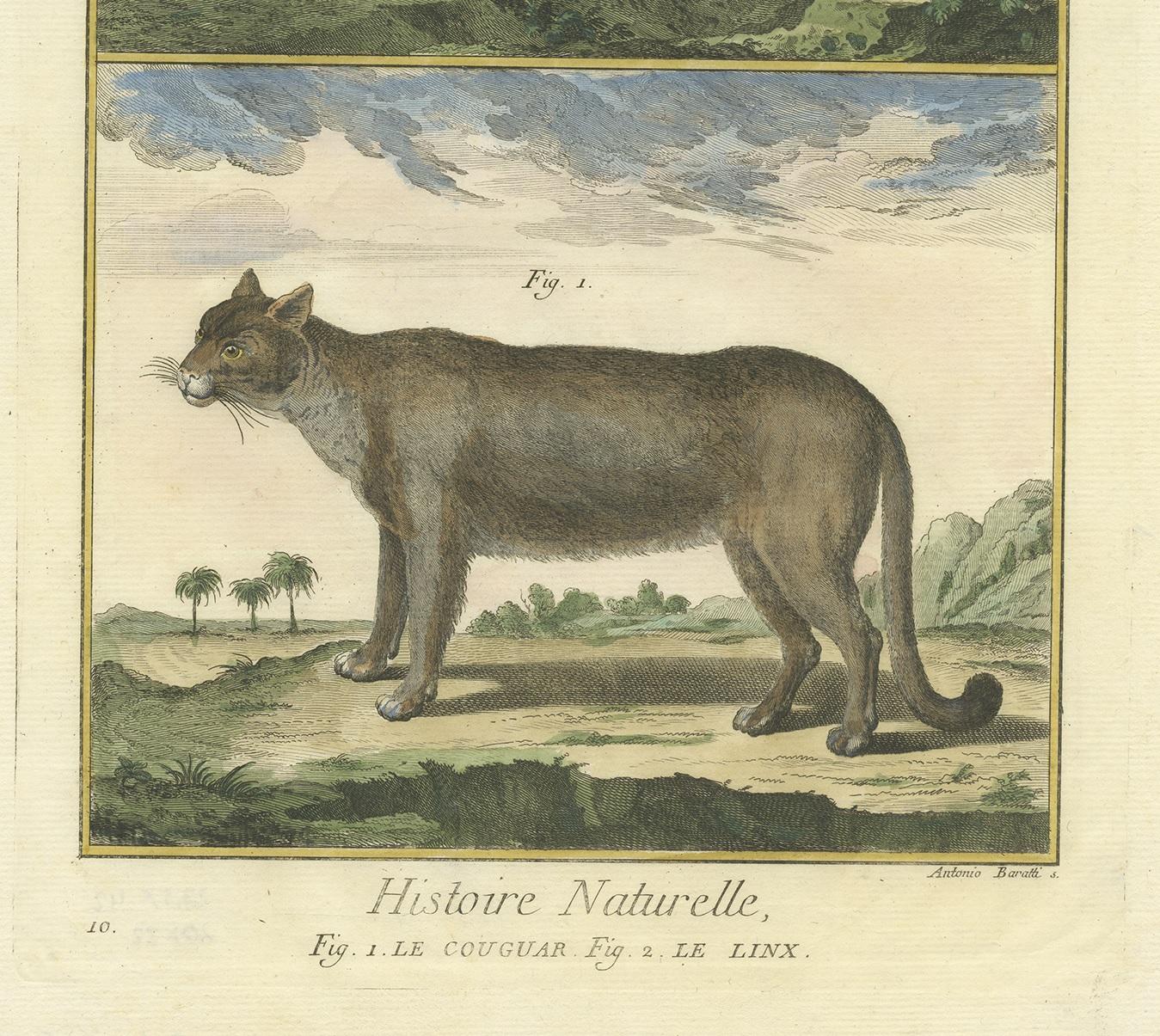 lynx et puma