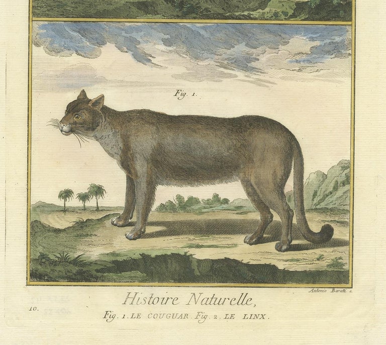 Antique Print of a Puma and Lynx by Diderot '1774' For Sale at 1stDibs