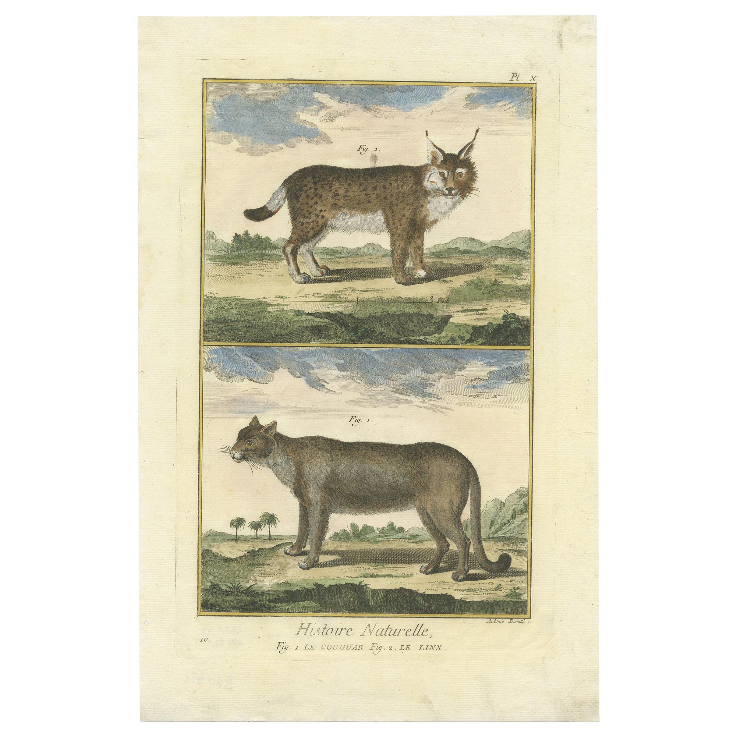 Grabado antiguo de un puma y un lince de Diderot '1774