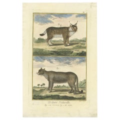 Antique Print of a Puma and Lynx by Diderot '1774'