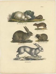 Antique Print of a Rabbit, Hares, Pika and other Rodents