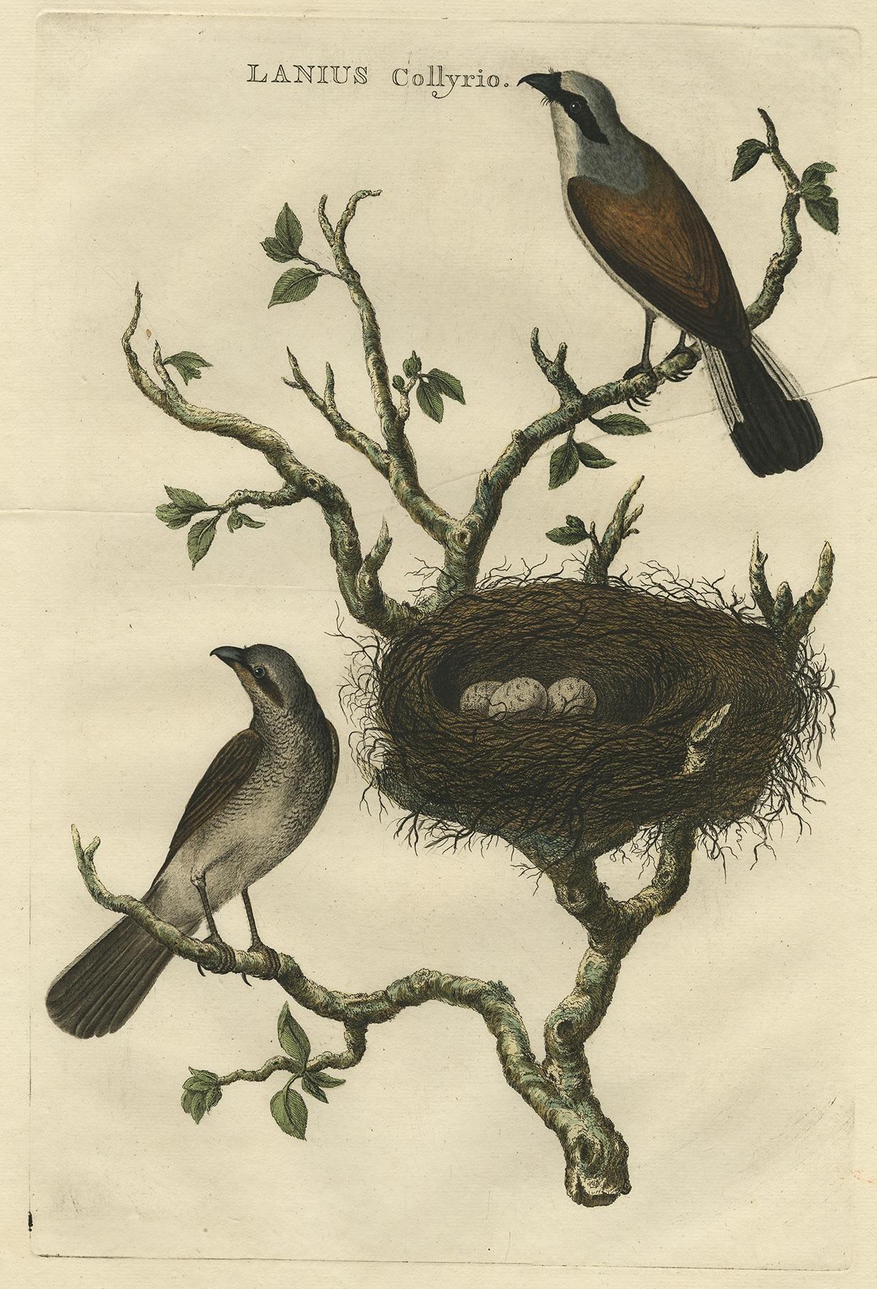 Gravure ancienne d'une pie-grièche écorcheur 'Lanius Collyrio' par Sepp & Nozeman, 1770 Bon état - En vente à Langweer, NL