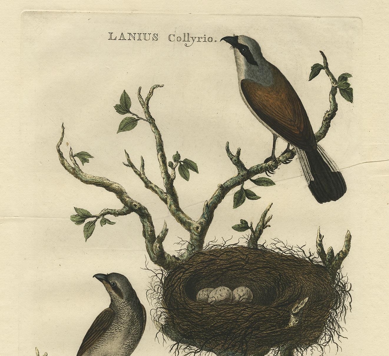 XVIIIe siècle Gravure ancienne d'une pie-grièche écorcheur 'Lanius Collyrio' par Sepp & Nozeman, 1770 en vente