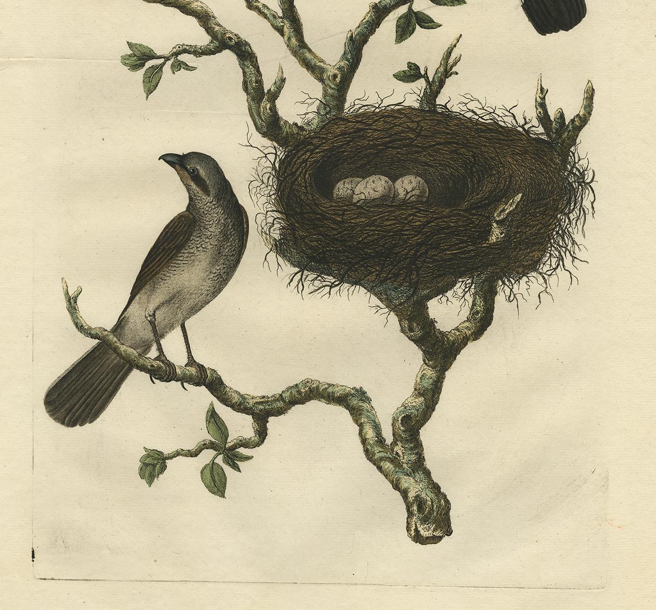Papier Gravure ancienne d'une pie-grièche écorcheur 'Lanius Collyrio' par Sepp & Nozeman, 1770 en vente