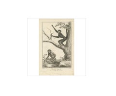Antique Print of a Red-Faced Spider Monkey and a Sajou by D. Diderot, 1751