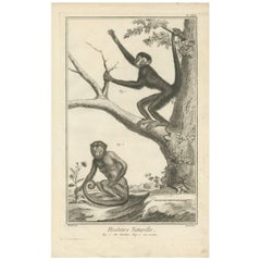 Antique Print of a Red-Faced Spider Monkey and a Sajou by D. Diderot, 1751