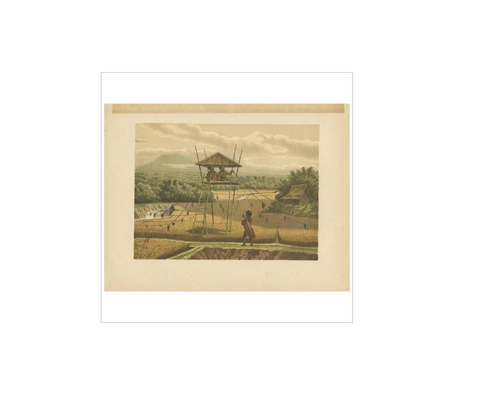 Antique Print of a Rice Field near Tempoeran by M.T.H. Perelaer, 1888 In Good Condition For Sale In Langweer, NL