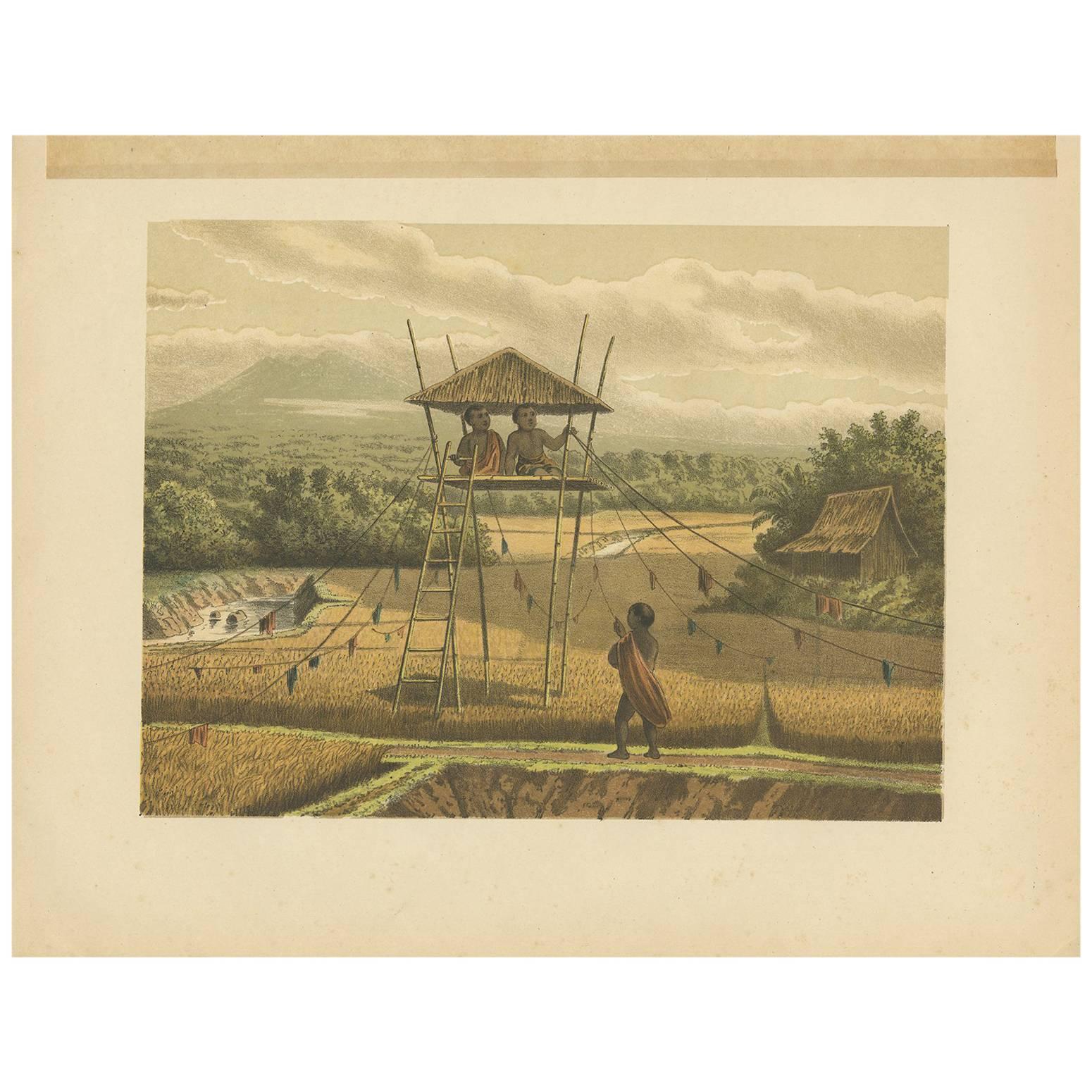 Grabado antiguo de un arrozal cerca de Tempoeran por M.T.H. Perelaer, 1888