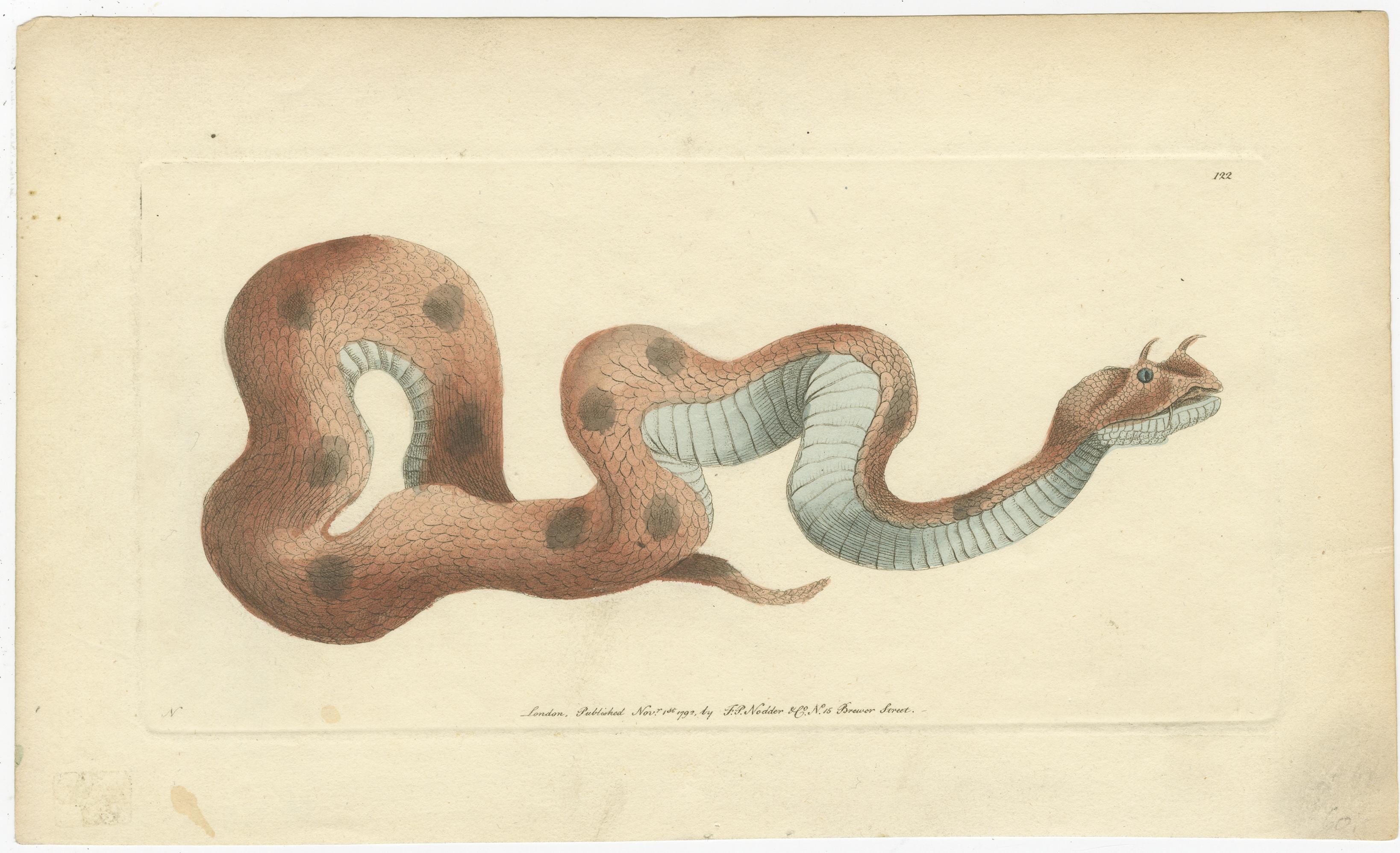 Antique snake print of a Saharan or desert horned viper, Cerastes cerastes. This print originates from George Shaw and Frederick Nodders 'The Naturalists Miscellany', 1792.
