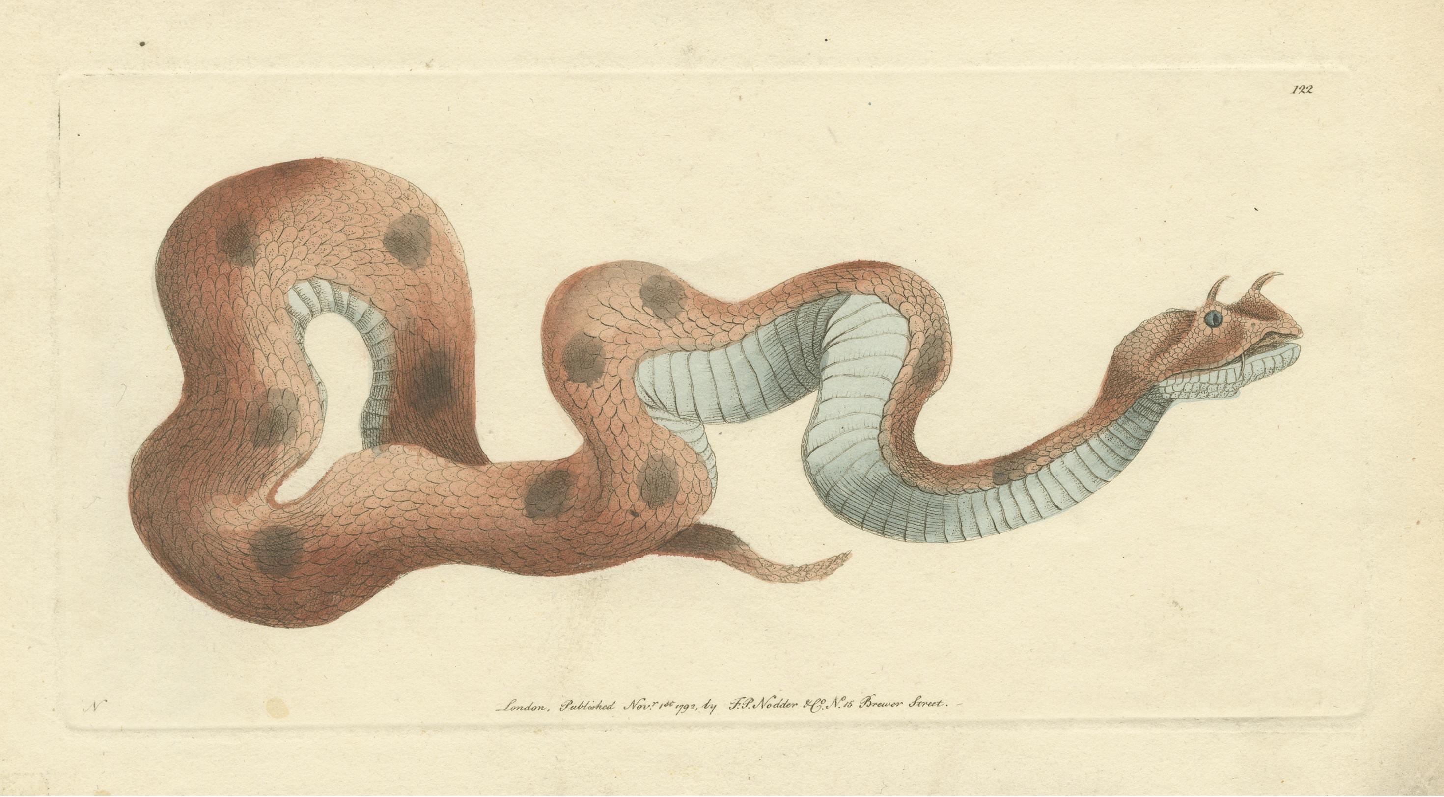 Antique Print of a Saharan or Desert Horned Viper, Cerastes Cerastes In Good Condition For Sale In Langweer, NL