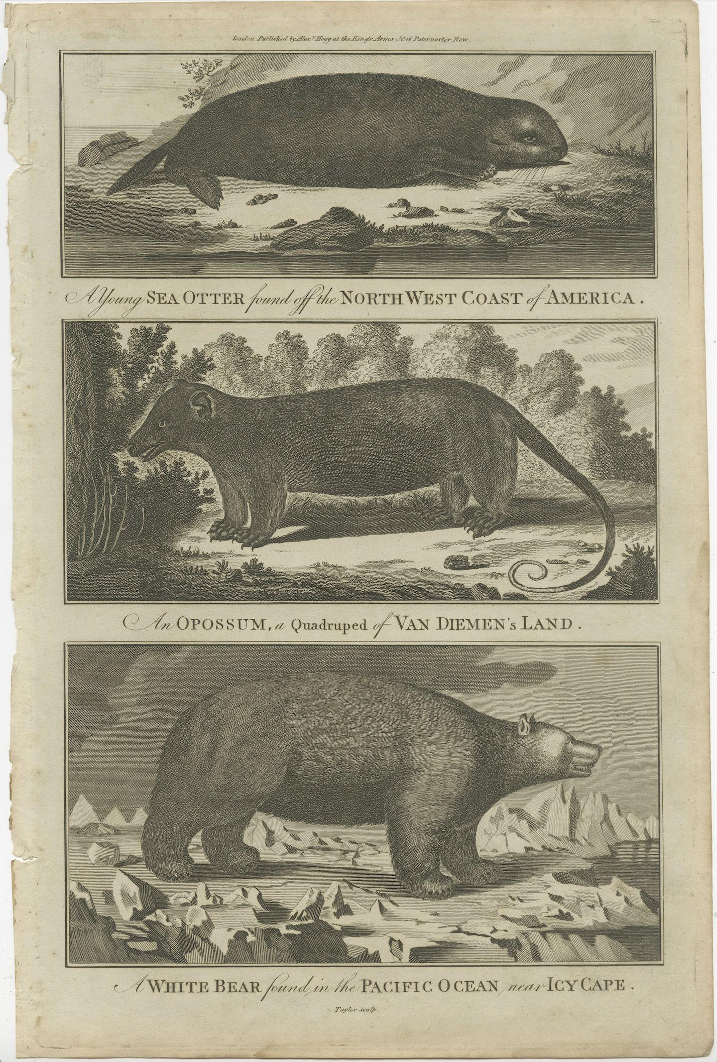 Old print of animals discovered and described during the travels of Captain Cook at different continents. Published by Alex Hogg at The Kings Arms, no.16 Paternoster Row.

All kinds of exotic animals were observed and depicted by the artists on